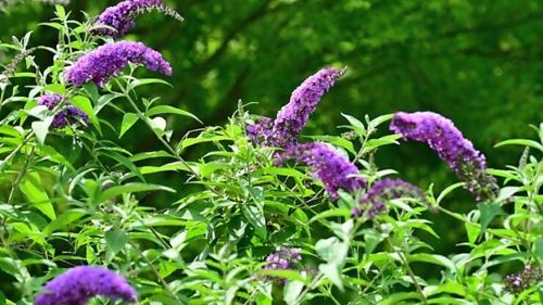 Plante envahissante