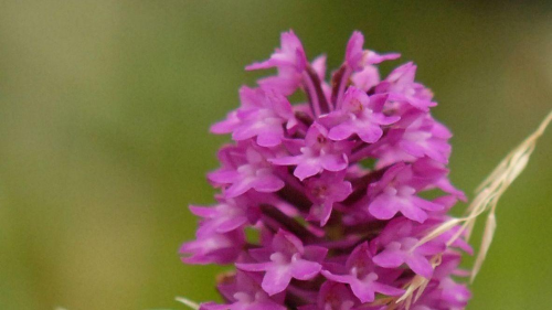 orchis pyramidal KGD